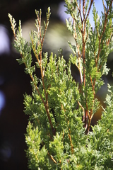 Austrocedrus chilensis