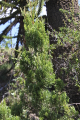 Austrocedrus chilensis