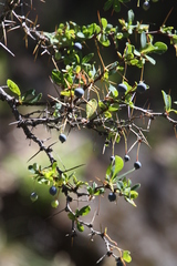 Berberis microphylla