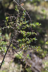 Berberis microphylla