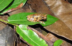 Dendropsophus soaresi