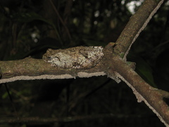 Dendropsophus soaresi