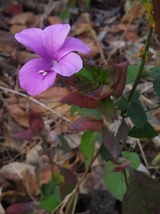 Barleria prattensis