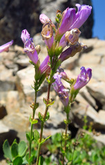 Penstemon davidsonii davidsonii
