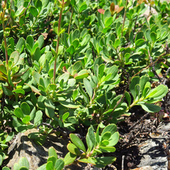 Penstemon davidsonii davidsonii