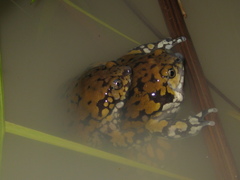 Dermatonotus muelleri