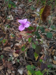 Barleria prattensis