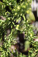 Colletia spinosissima