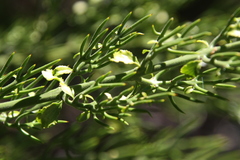 Colletia spinosissima