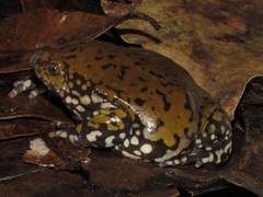 Dermatonotus muelleri