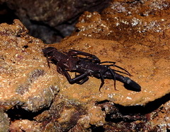 Tityus obscurus