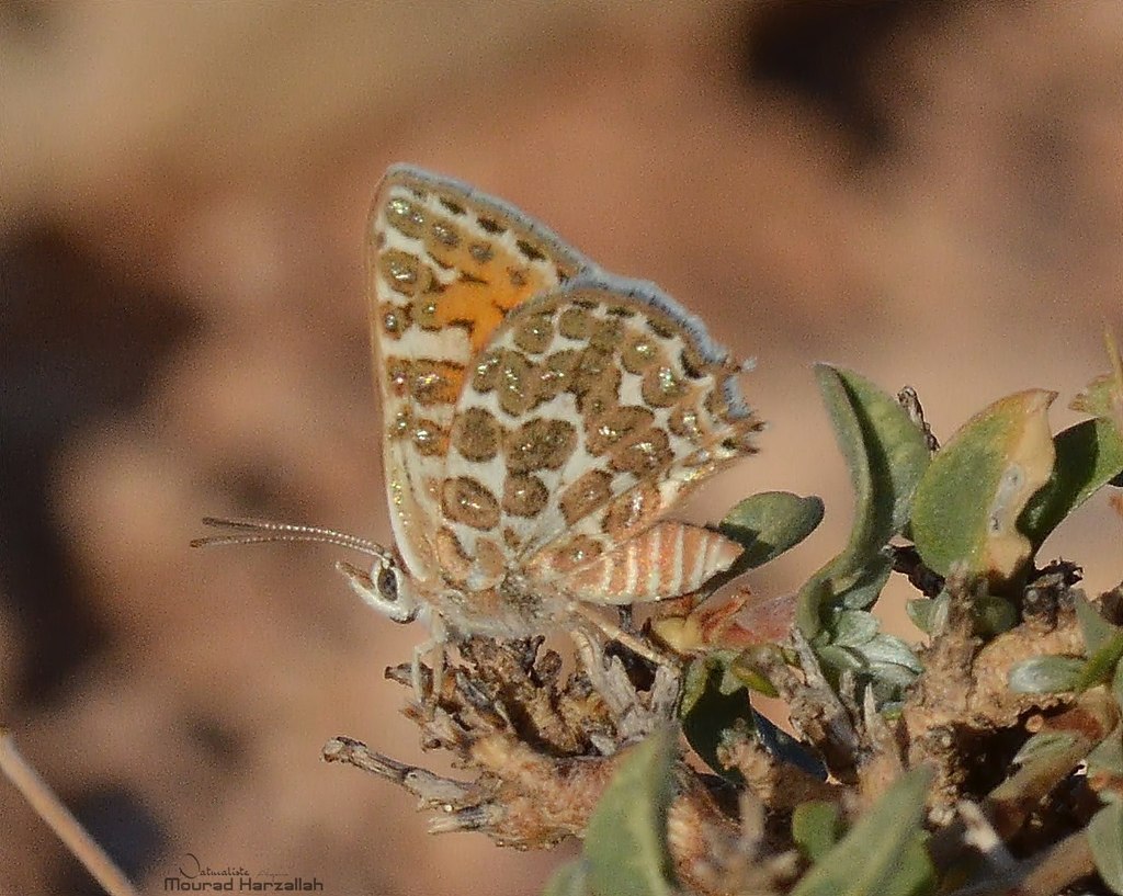 Cigaritis zohra