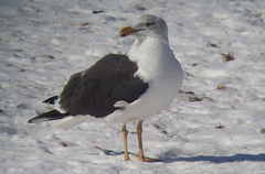 Larus fuscus