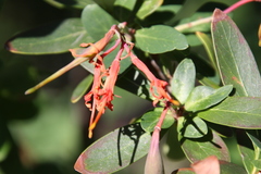 Embothrium coccineum