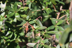 Embothrium coccineum