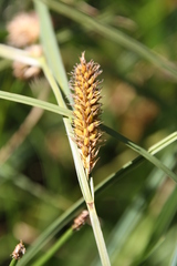 Carex aematorrhyncha
