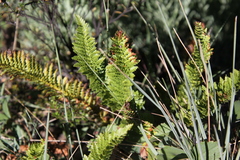 Polystichum plicatum
