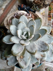Echeveria laui