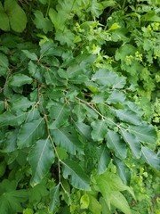 Fagus orientalis