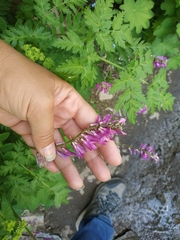 Hedysarum caucasicum