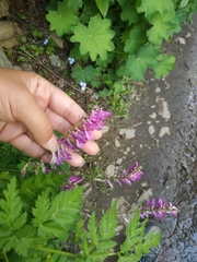 Hedysarum caucasicum