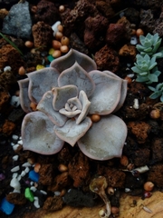 Echeveria lilacina