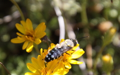 Zyzzyx chilensis