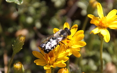 Zyzzyx chilensis