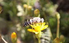 Zyzzyx chilensis