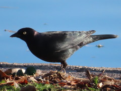 Euphagus cyanocephalus