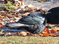 Euphagus cyanocephalus