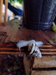 Drymaeus poecilus