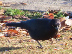 Euphagus cyanocephalus