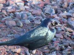 Euphagus cyanocephalus