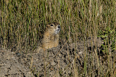 Urocitellus richardsonii