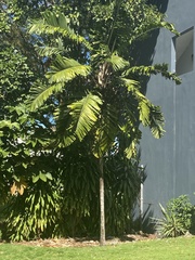 Aiphanes acanthophylla