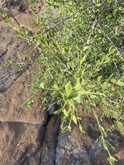 Vangueria triflora