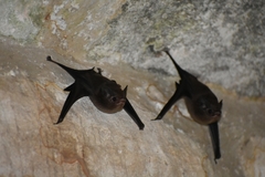 Balantiopteryx io