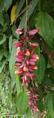 Thunbergia coccinea