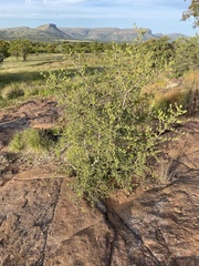 Vangueria triflora