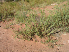 Heterotheca excelsior