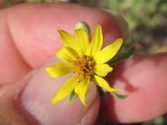 Heterotheca excelsior