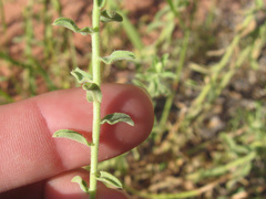 Heterotheca excelsior