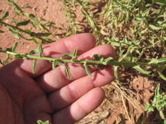 Heterotheca excelsior