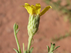Heterotheca excelsior