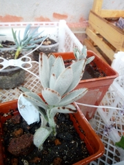 Kalanchoe tomentosa