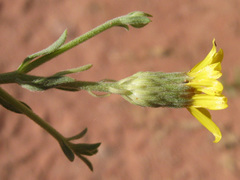 Heterotheca excelsior