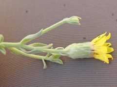 Heterotheca excelsior