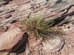 Heterotheca excelsior