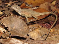 Enyalius erythroceneus